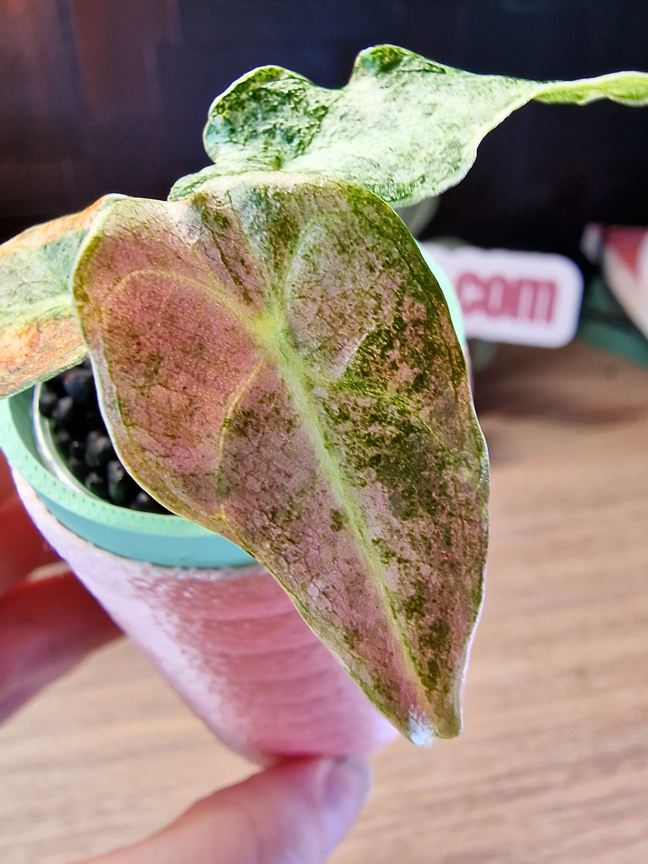 Alocasia Black Satun Stardust #14