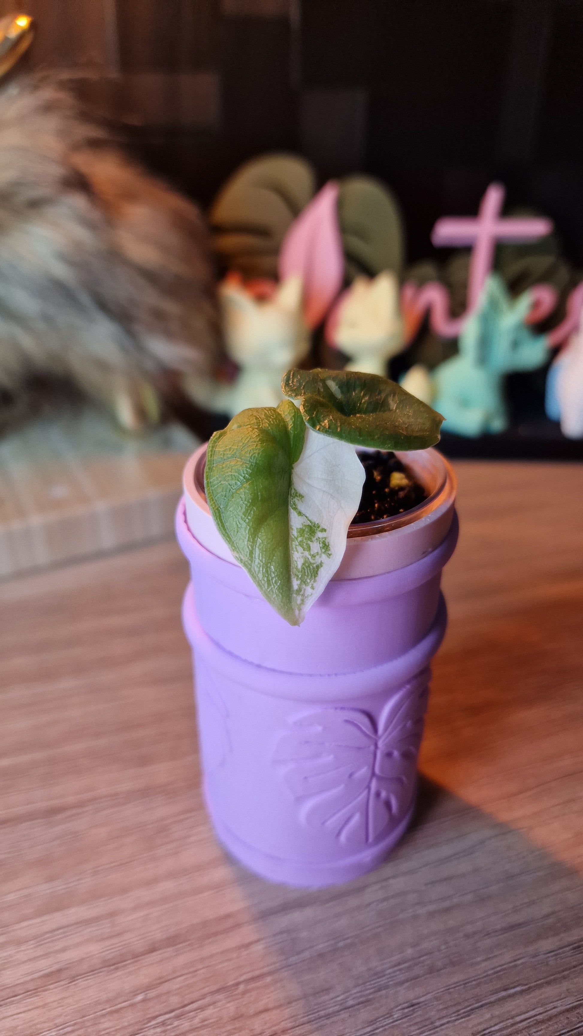 Alocasia Melo albo