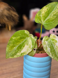 Anthurium Papillilaminum Variegated × Michelle #3 | Velvet Variegated Collector Hybrid