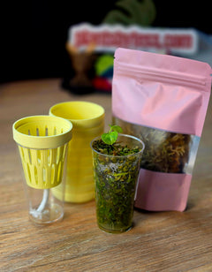 Anthurium Starter Kit | Seedling + MINI SIPS Self-Watering Setup