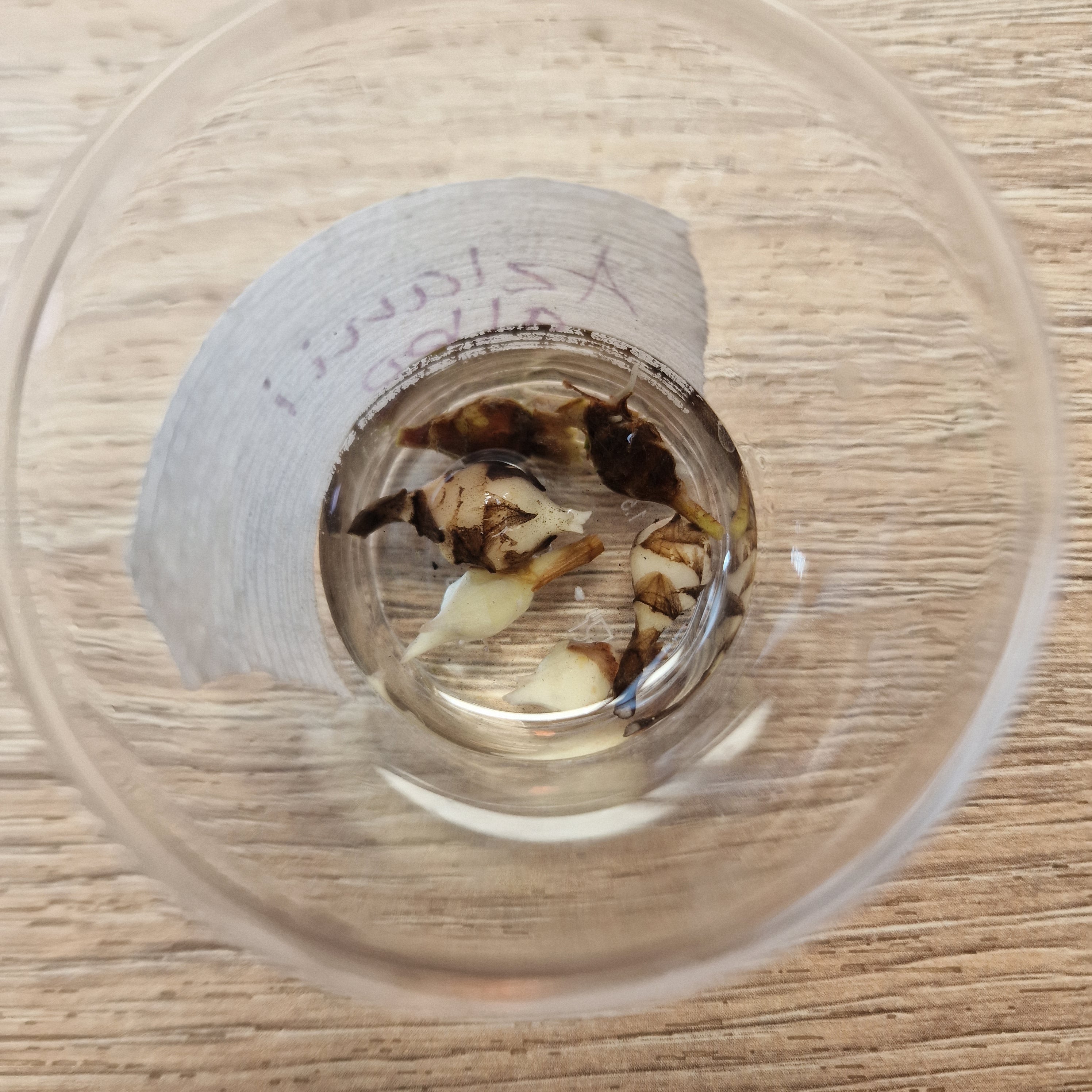 Alocasia Azlanii Albo / Pink corm