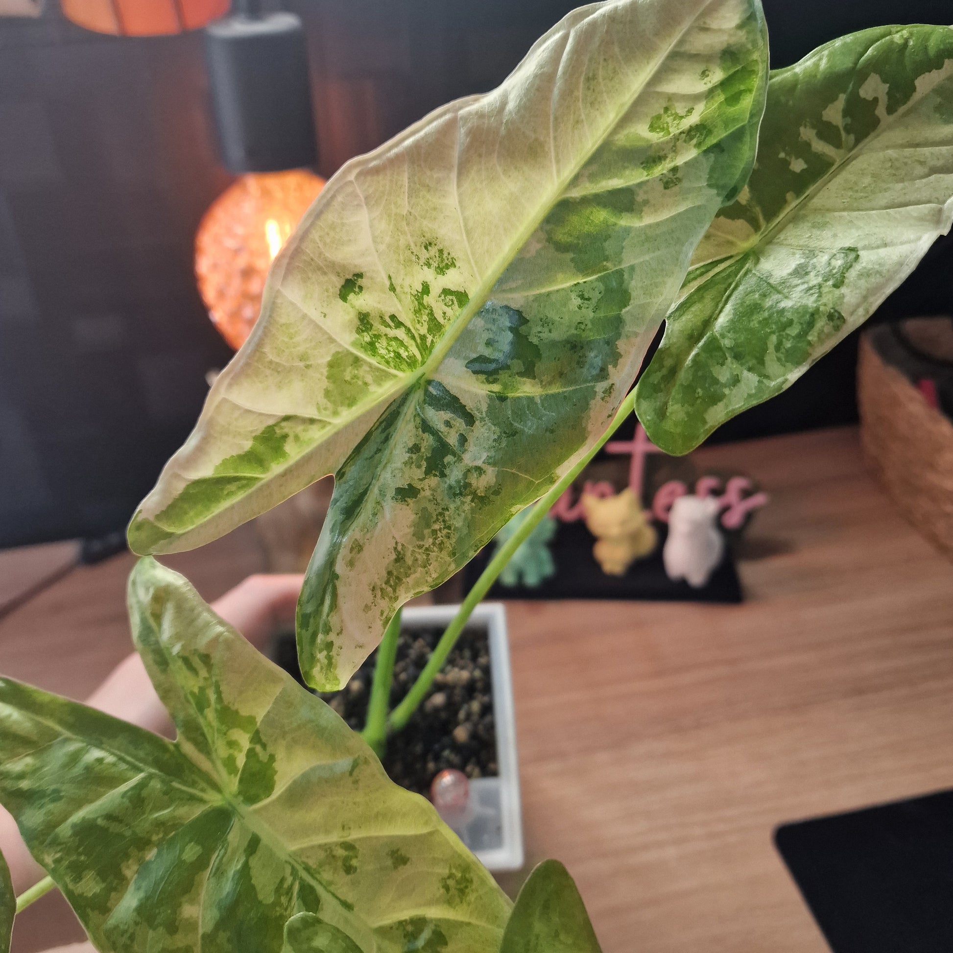 Alocasia Accuminata albo big plant