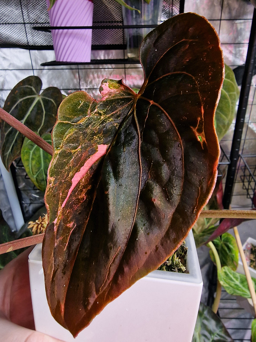 Anthurium Forgetti x RVDP Mutated