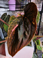 Anthurium Forgetti x RVDP Mutated