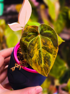 Anthurium (Ace of Spades x Papillilaminum) x (Dressleri x RVDP) Variegated Cutting | Rare Velvet Collector Plant
