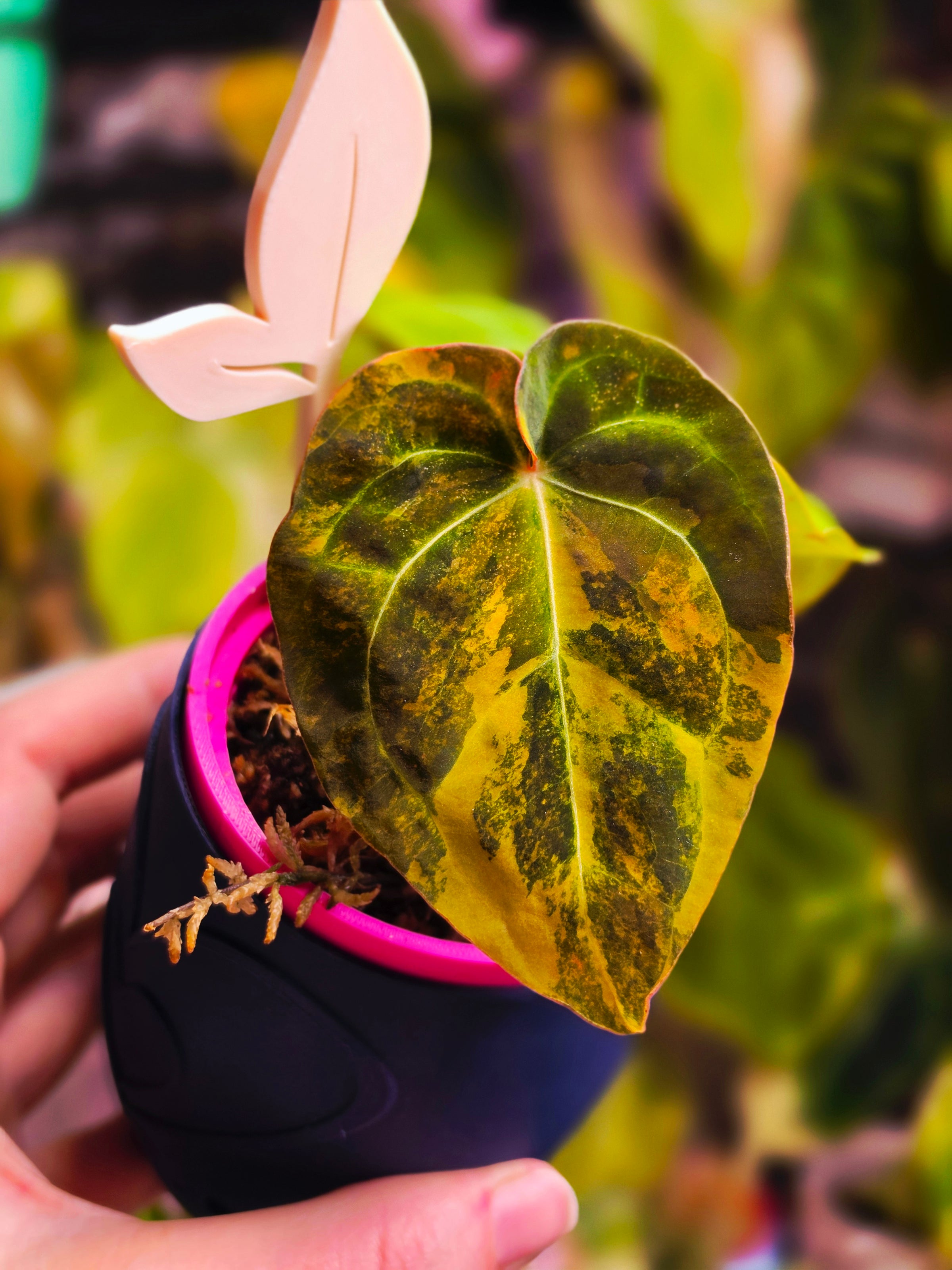 Anthurium (Ace of Spades x Papillilaminum) x (Dressleri x RVDP) Variegated Cutting | Rare Velvet Collector Plant