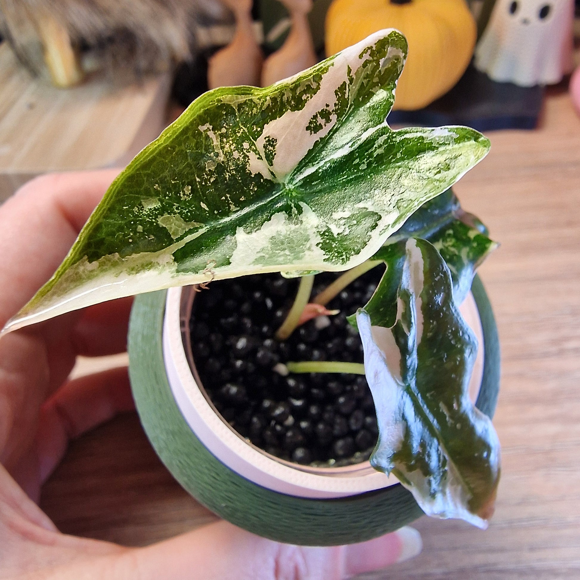 Alocasia Nobilis Pink