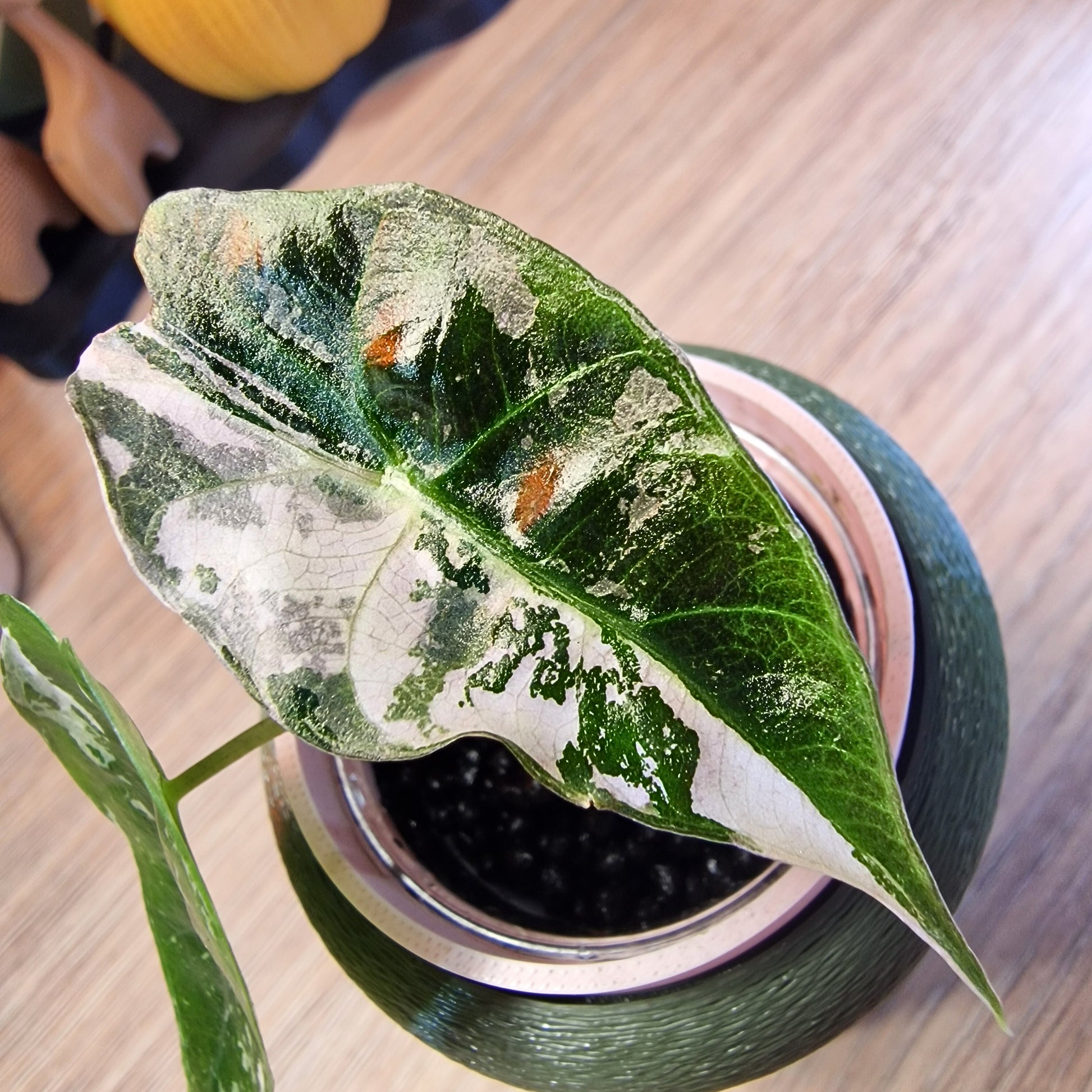 Alocasia Polly Pink snowflake ❄️