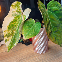 Anthurium Queen Crystallinum × (Forgetii × Papillilaminum) | Peach Clone Velvet Hybrid