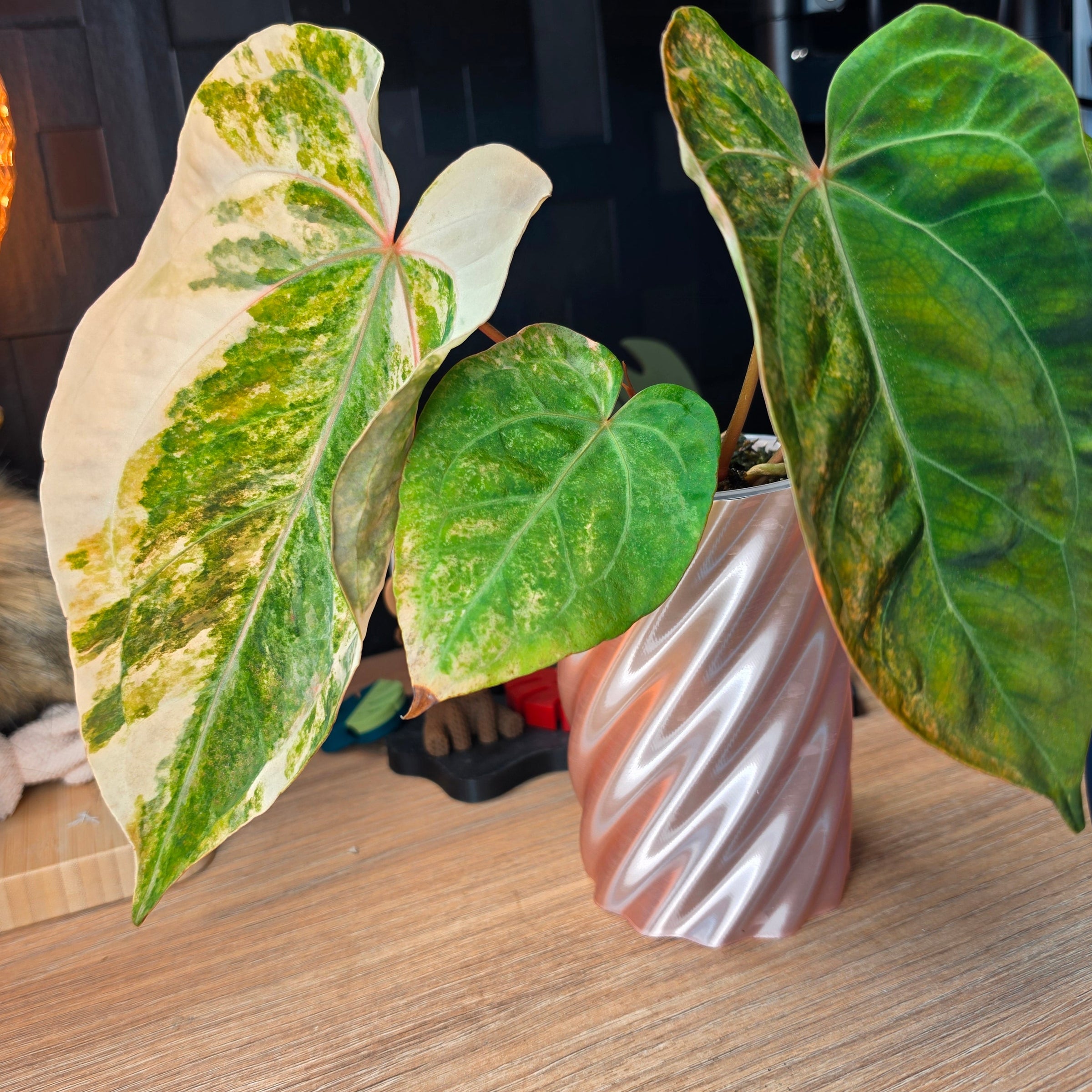 Anthurium Queen Crystallinum × (Forgetii × Papillilaminum) | Peach Clone Velvet Hybrid