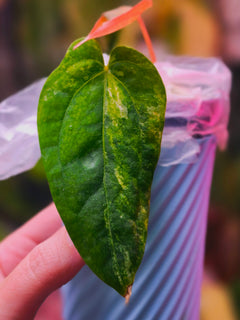 Anthurium (Supermassive × Warocqueanum) × Papillilaminum | Pink Variegated Collector Clone