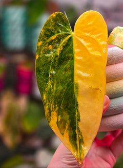 Anthurium Forgetii × (Carla × AOS) (Variegated)
