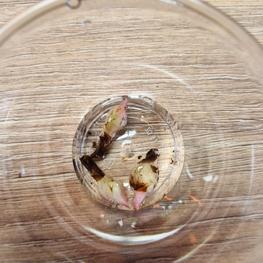 Alocasia Ninja Albo / Pink corm