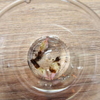 Alocasia Ninja Albo / Pink corm