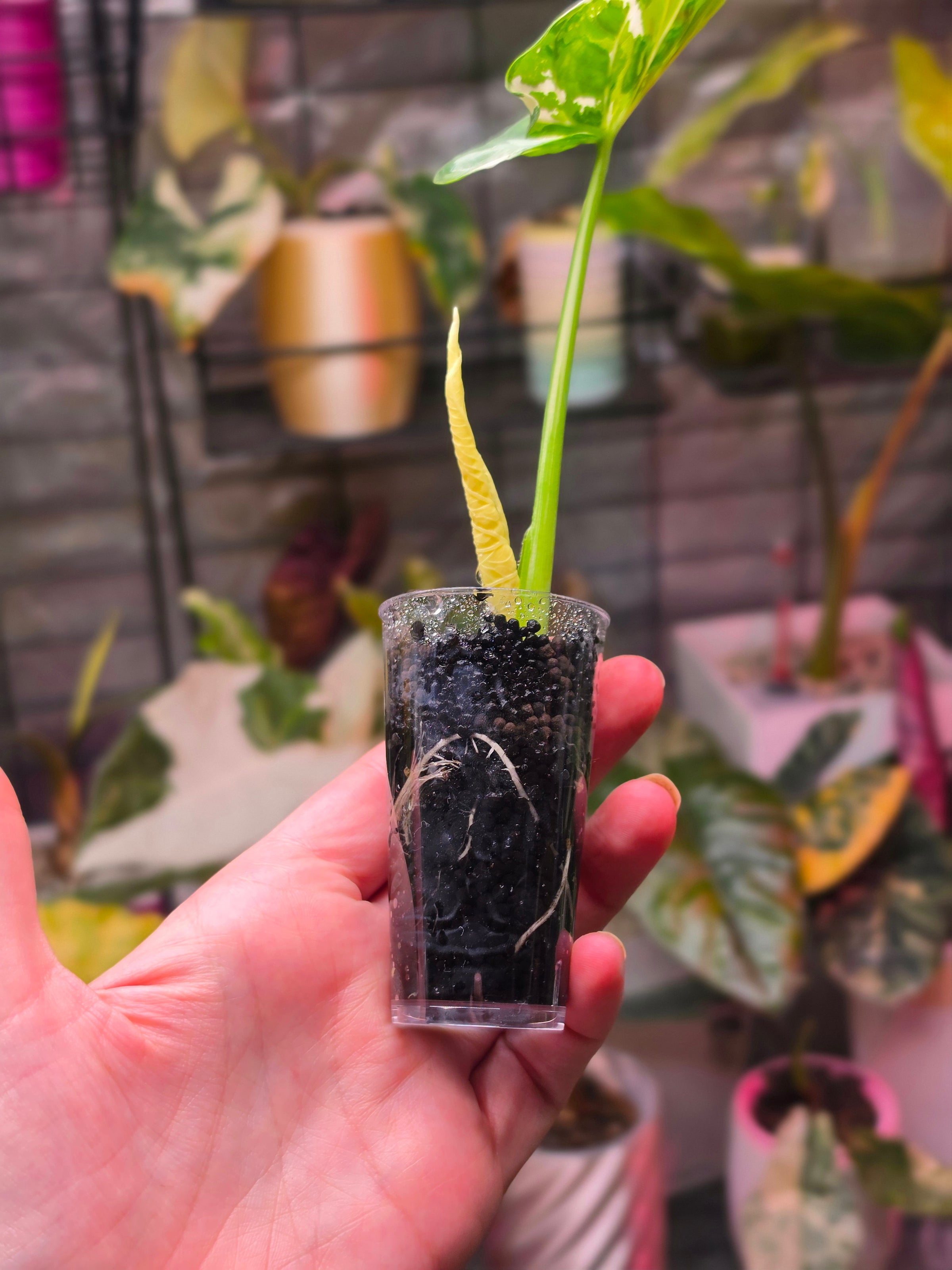 Alocasia Alba Albo | Rare White Variegated Collector Alocasia