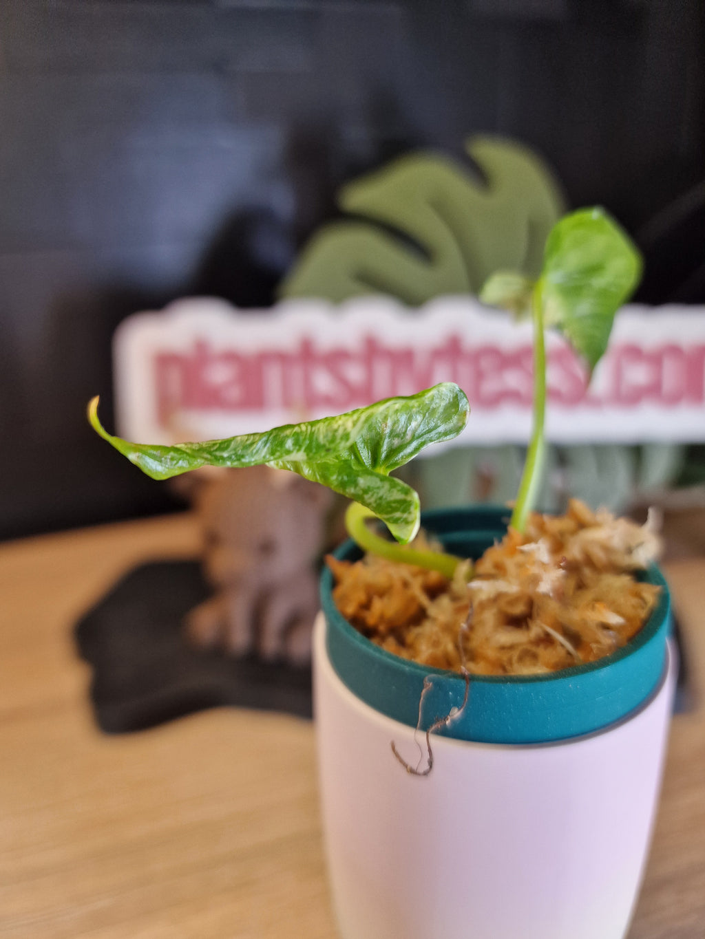 Alocasia Cucullata Crinkles albo #2