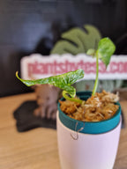 Alocasia Cucullata Crinkles albo #2