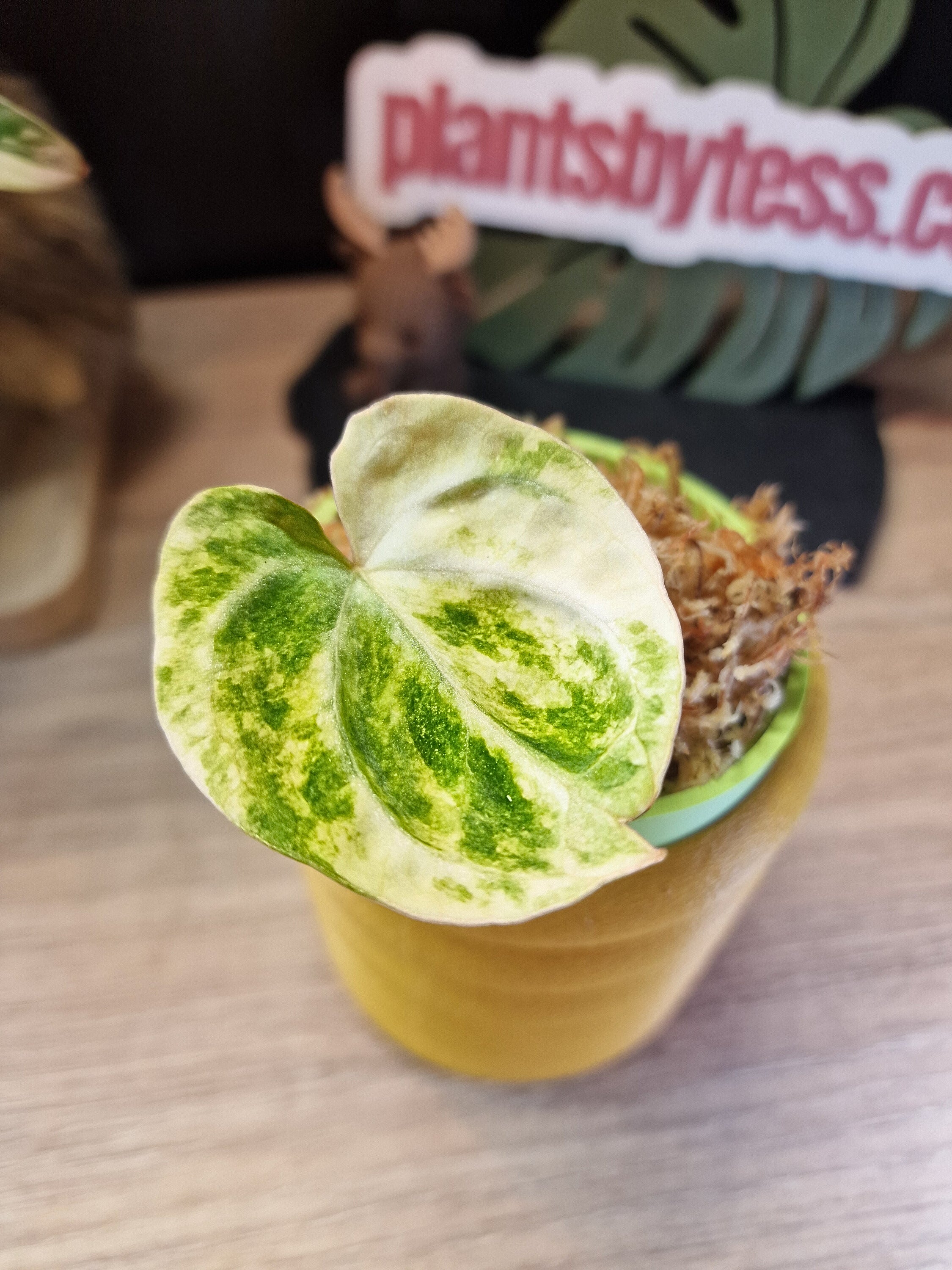 Anthurium (papi x crys) x (magnificumxforgetti)