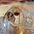 Alocasia Platinum albo corm