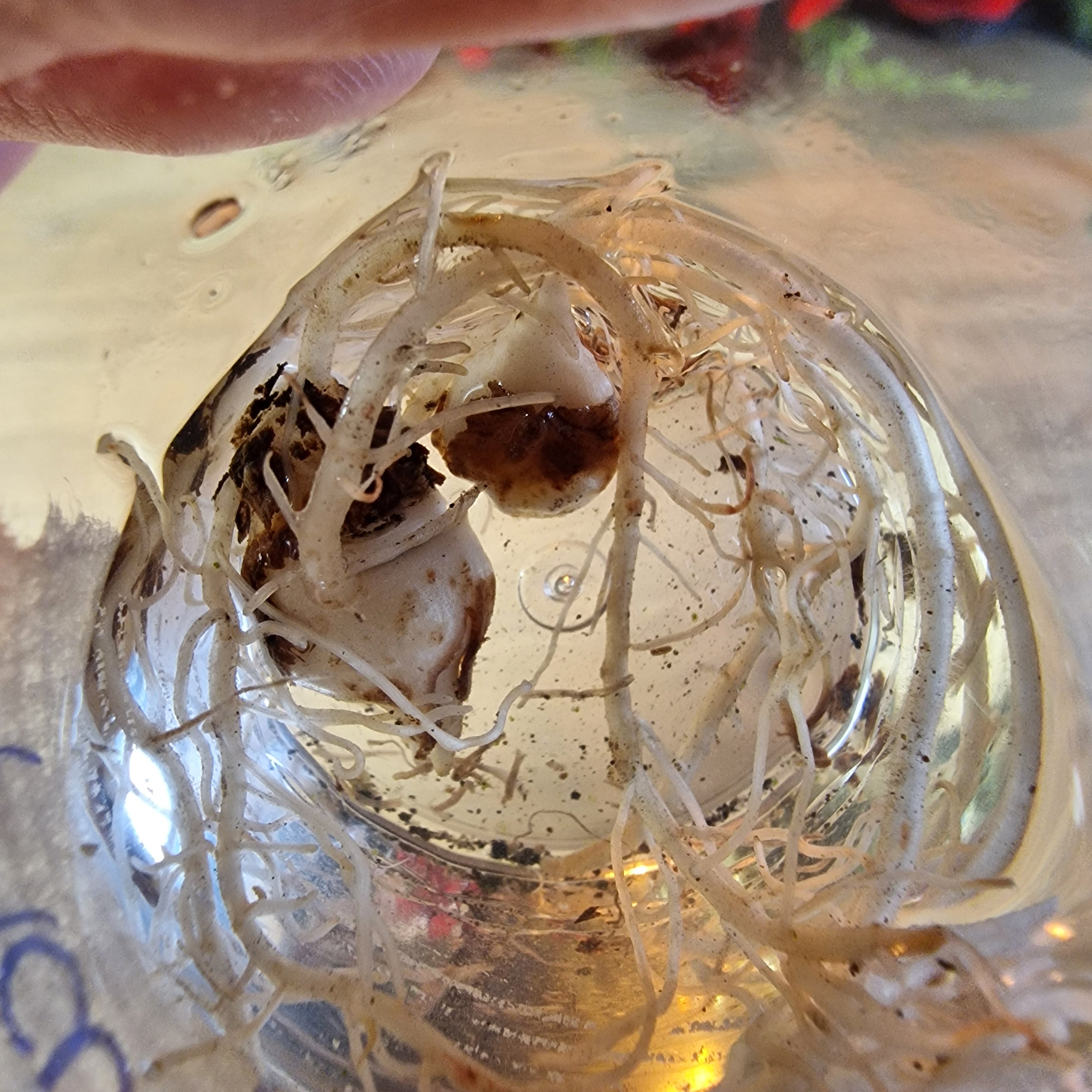 Alocasia Platinum albo corm