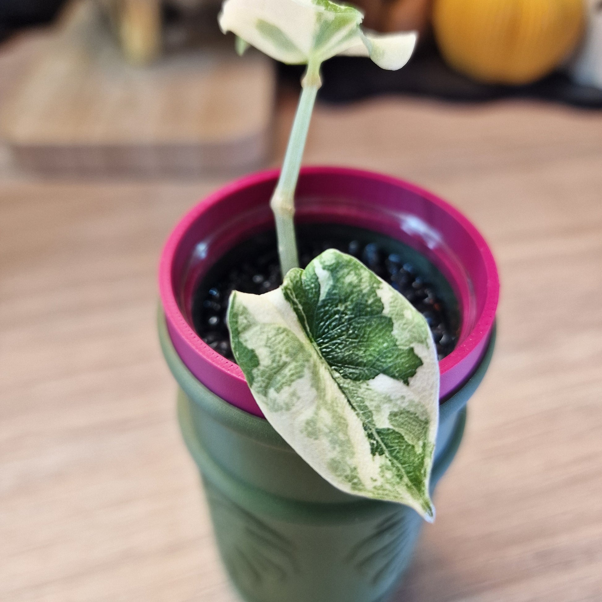 Alocasia Melo albo
