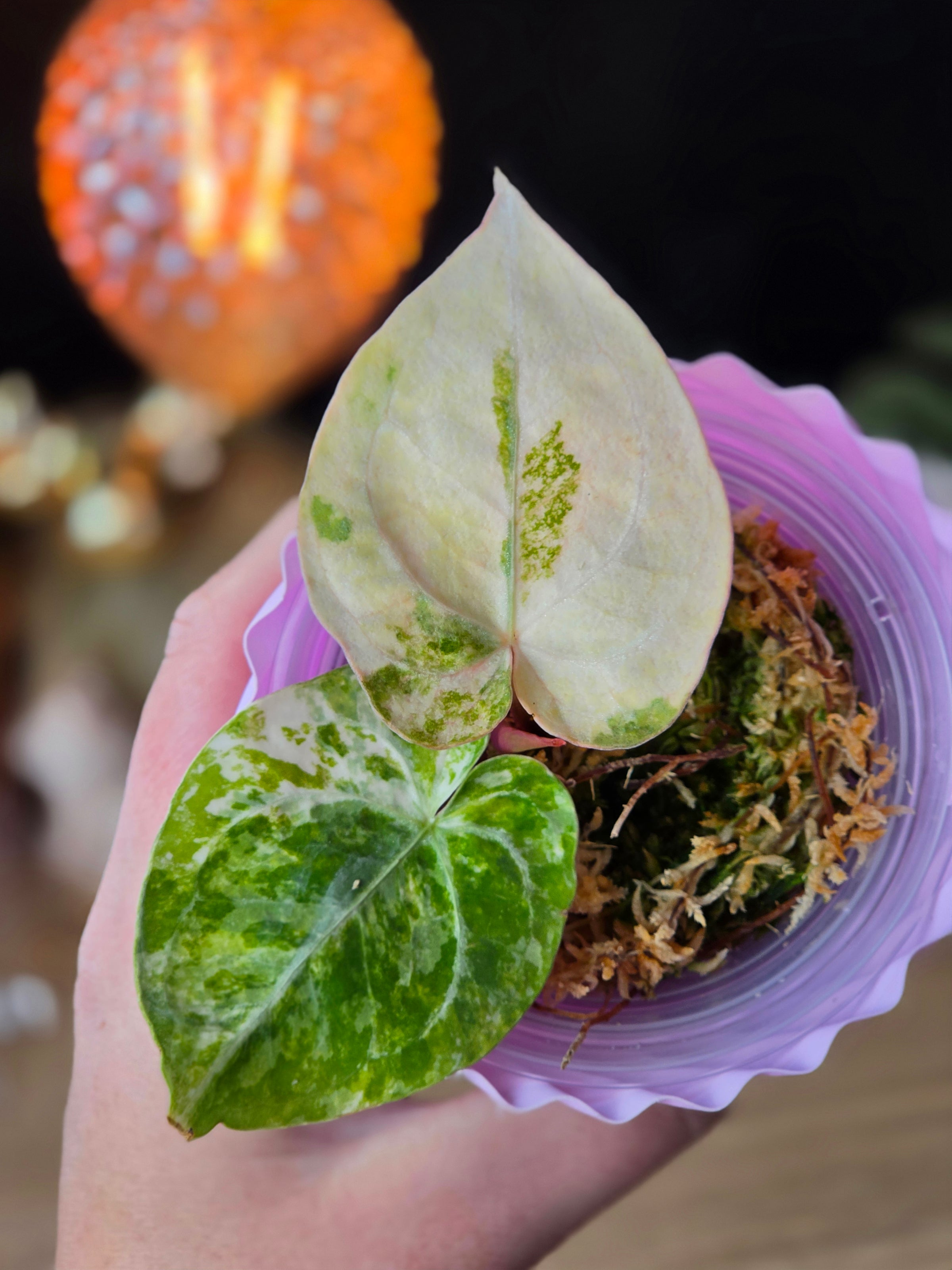 Anthurium Magnificum × Dressleri White | Velvet Collector Hybrid