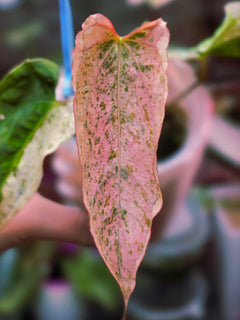 Anthurium 'Papi Peach' × DPN - Halfmoon Variegated