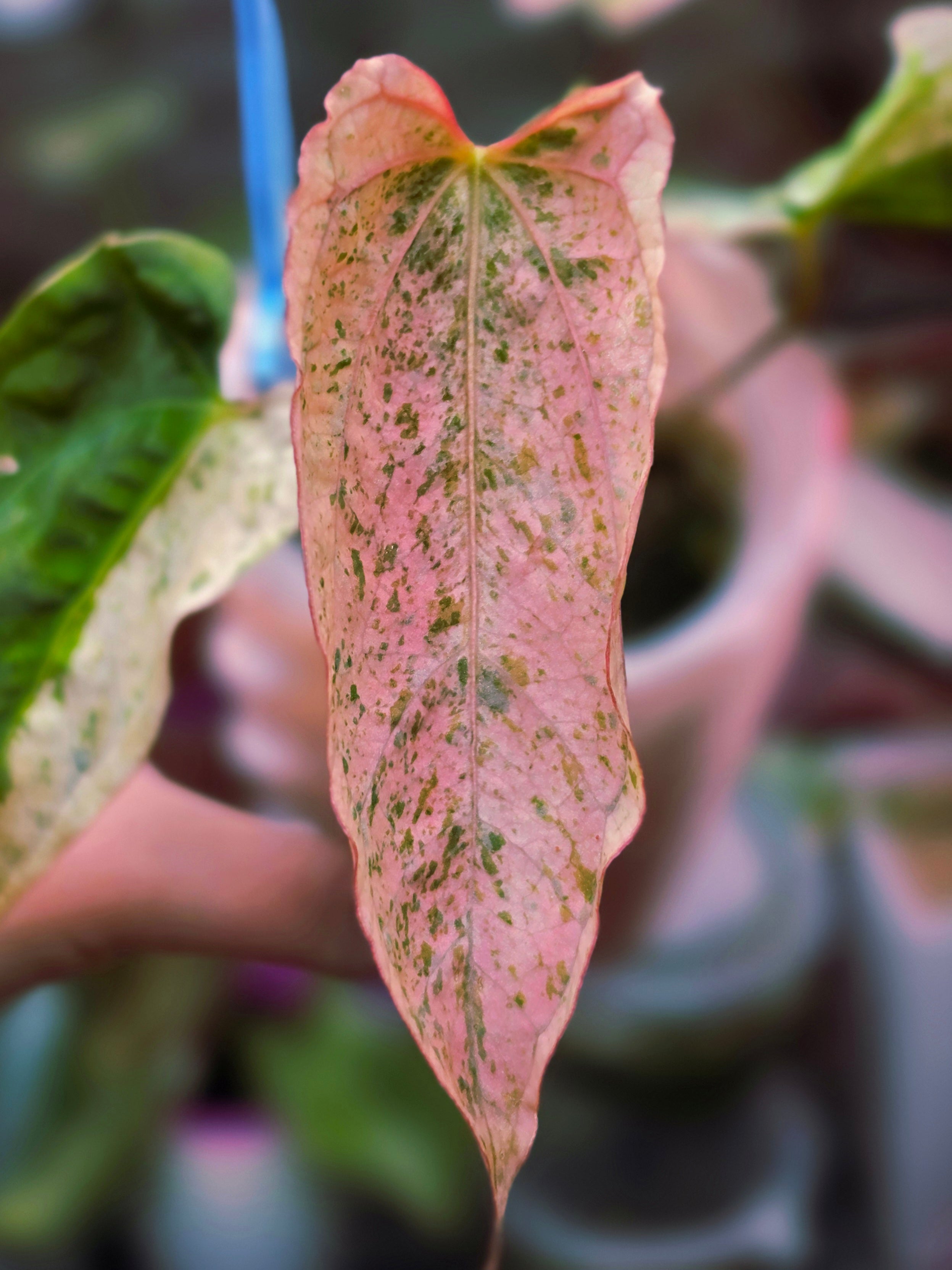 Anthurium 'Papi Peach' × DPN - Halfmoon Variegated