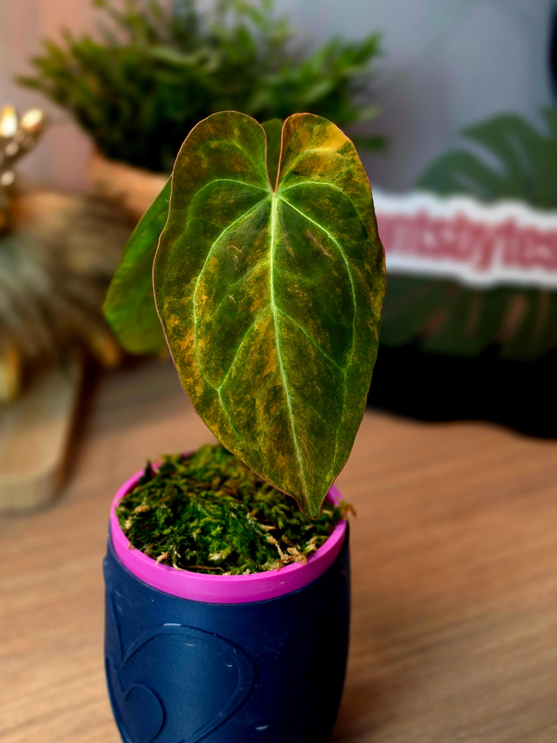 Anthurium (Ace of Spades × Papillilaminum) × (Dressleri × RVDP) | High Variegated Clone