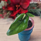 Alocasia Corazon aurea baby