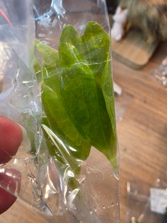 Alocasia Venusta Aurea TC in Bag | Rare Yellow Variegated Alocasia