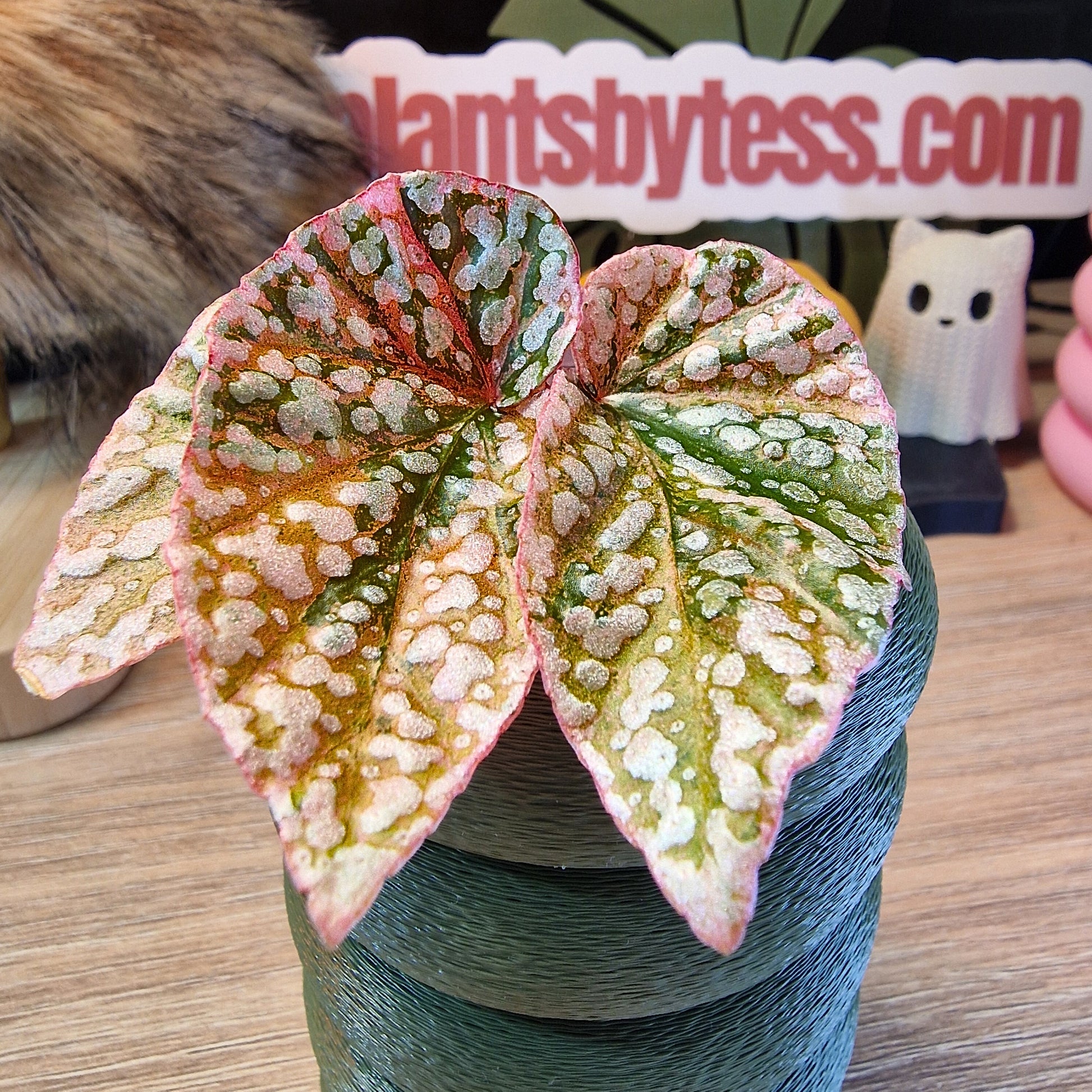 Begonia Snow Capped pink