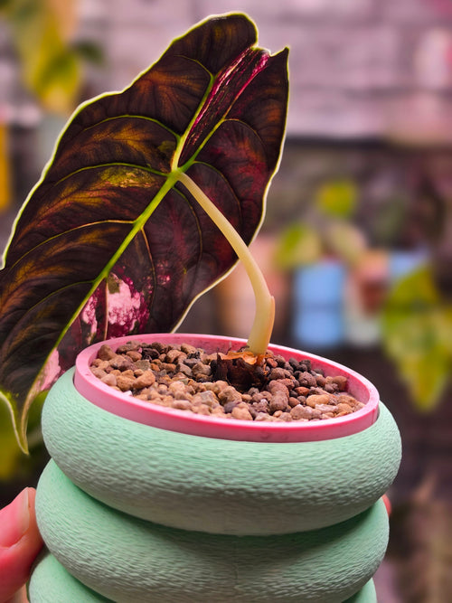 Alocasia Azlanii Pink | Mature Size Pink Variegated Collector Alocasia