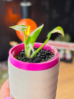 Alocasia Reginae Albo Variegated | Rare Collector Alocasia Plant #1