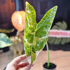 Alocasia Longiloba albo corm