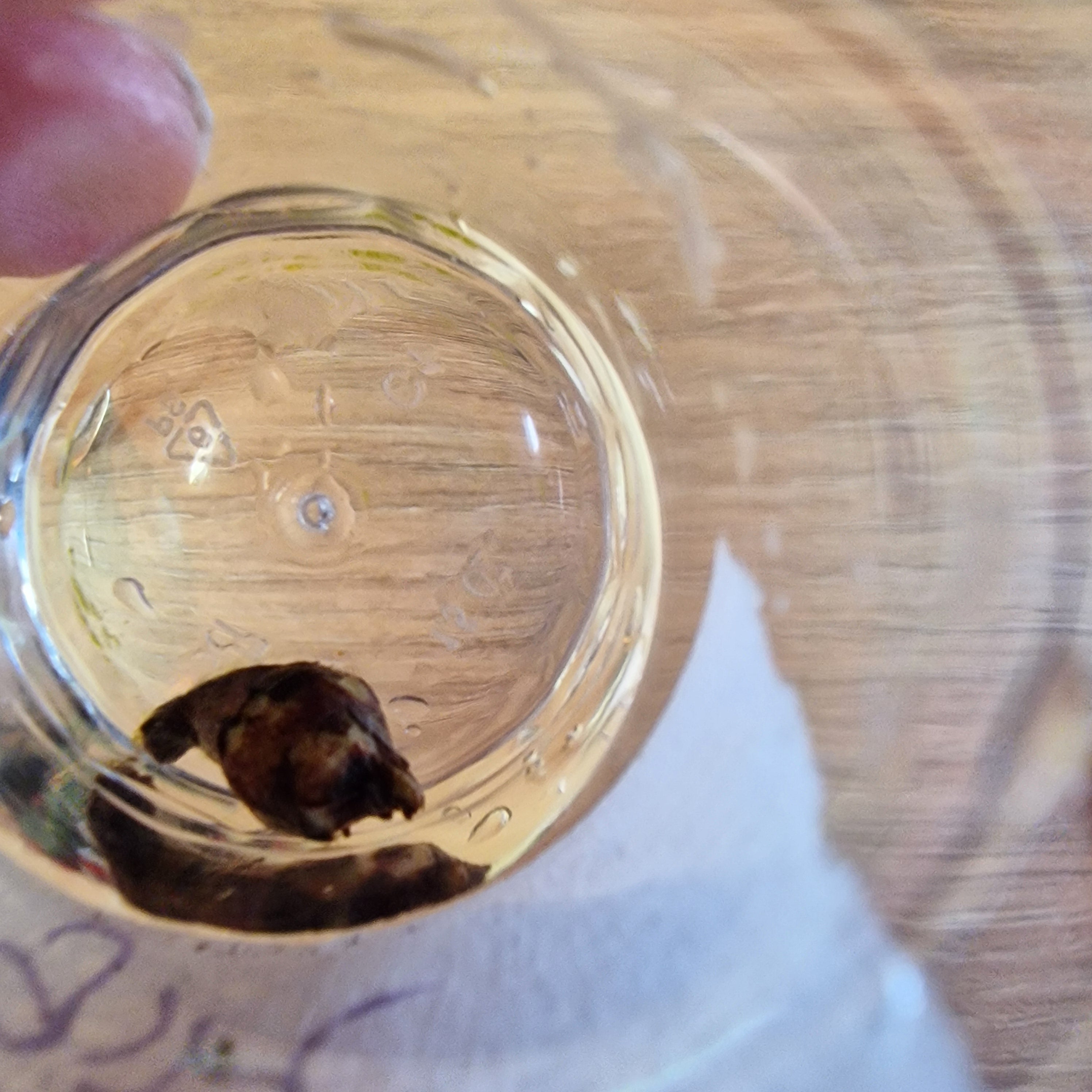 Alocasia Scabriuscula albo/pink corm