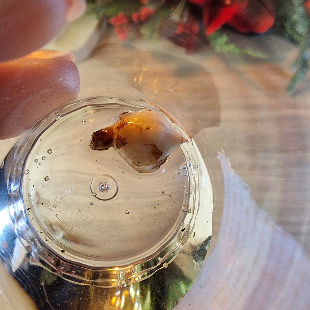 Alocasia Regal Shield albo corm