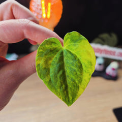 Anthurium (Pterodactyl x Luxurians) x (Papillilaminum x Magnificum) Clone | Rare Collector Hybrid