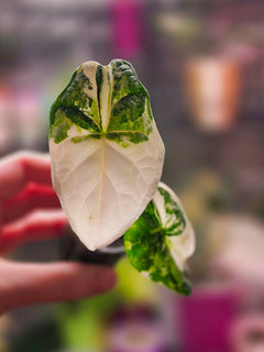 Alocasia Dragon Scale Albo | Variegated Textured Leaf Collector Plant