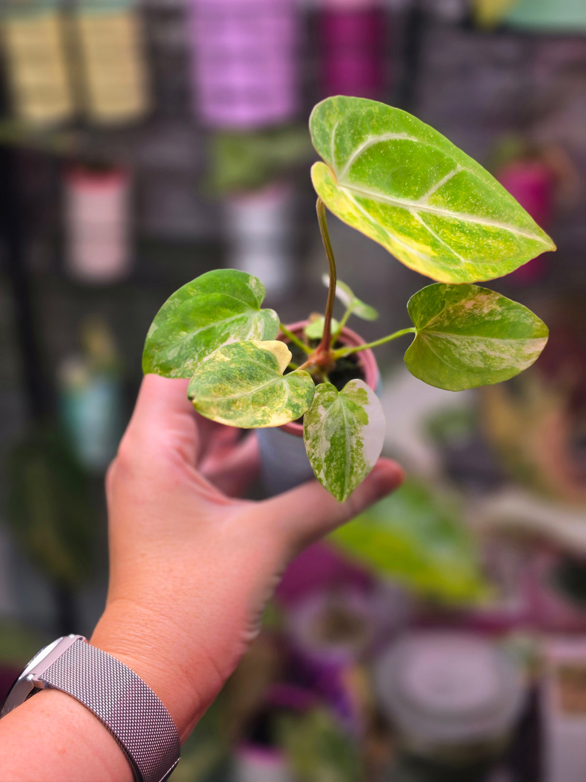 Anthurium papillilaminum × 'Michelle' (Variegated)