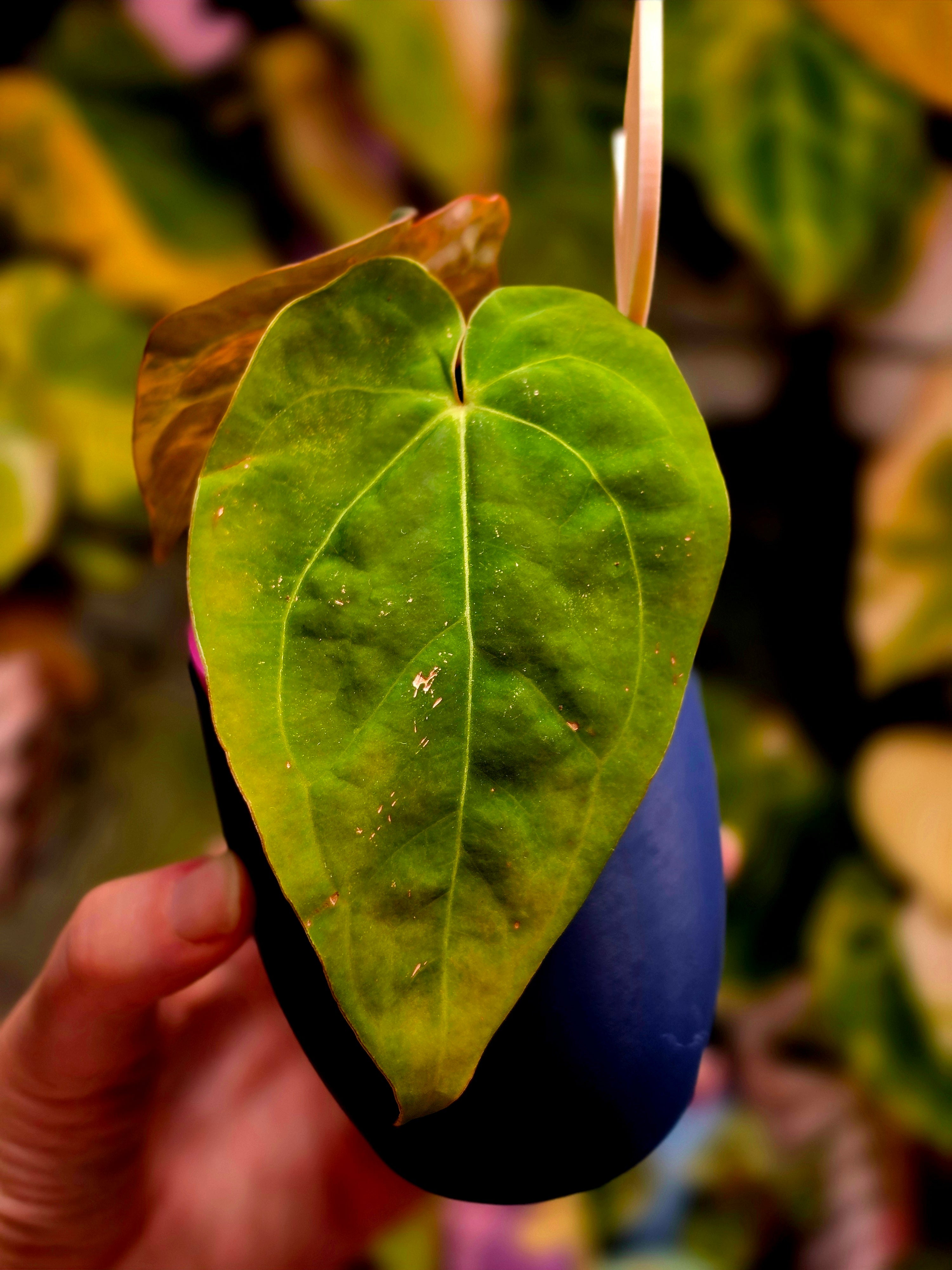 Anthurium (Ace of Spades x Papillilaminum) x (Dressleri x RVDP) Variegated Cutting | Rare Velvet Collector Plant