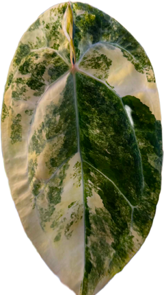 Anthurium Starter Kit | Seedling + MINI SIPS Self-Watering Setup