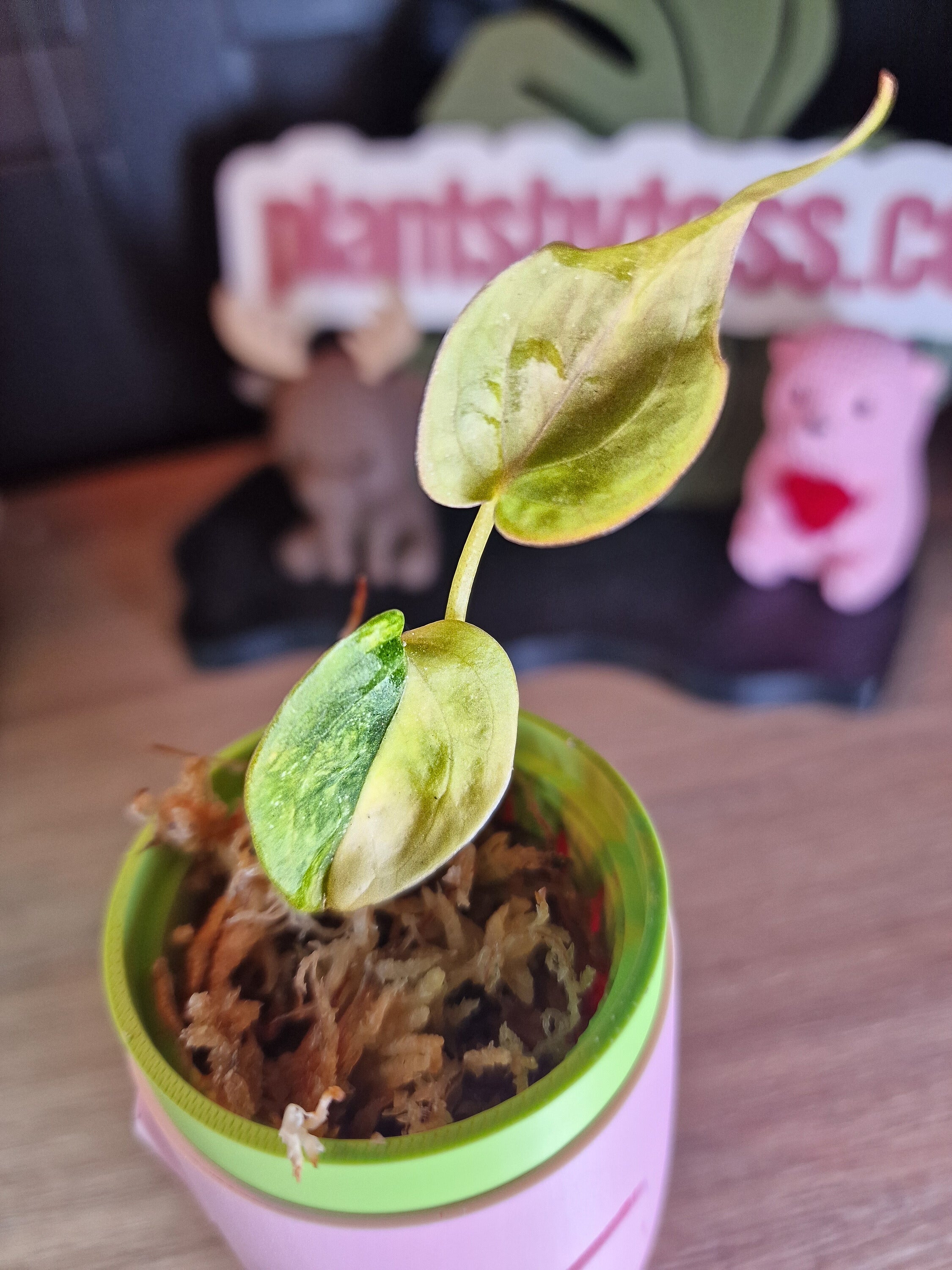Anthurium Forgetti x (CarlaxAOS) #2