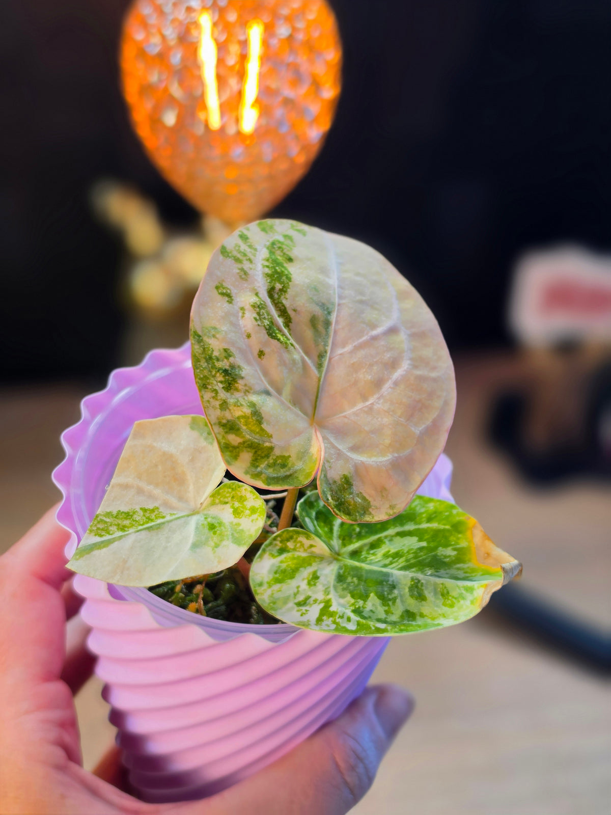Anthurium magnificum × dressleri 'White' (Variegated)