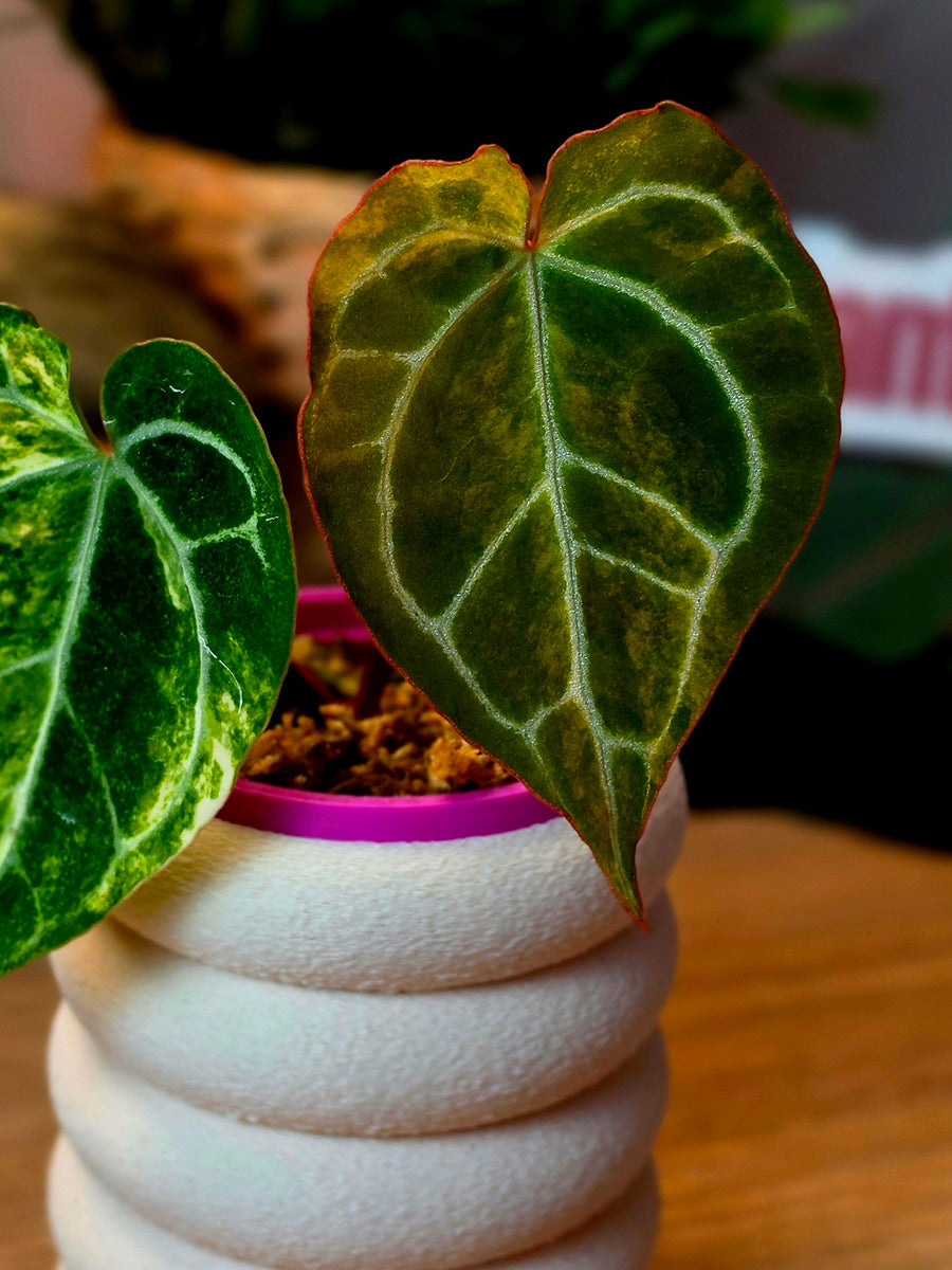 Anthurium (Red Crystallinum × Self) × Michelle | High Variegated Clone