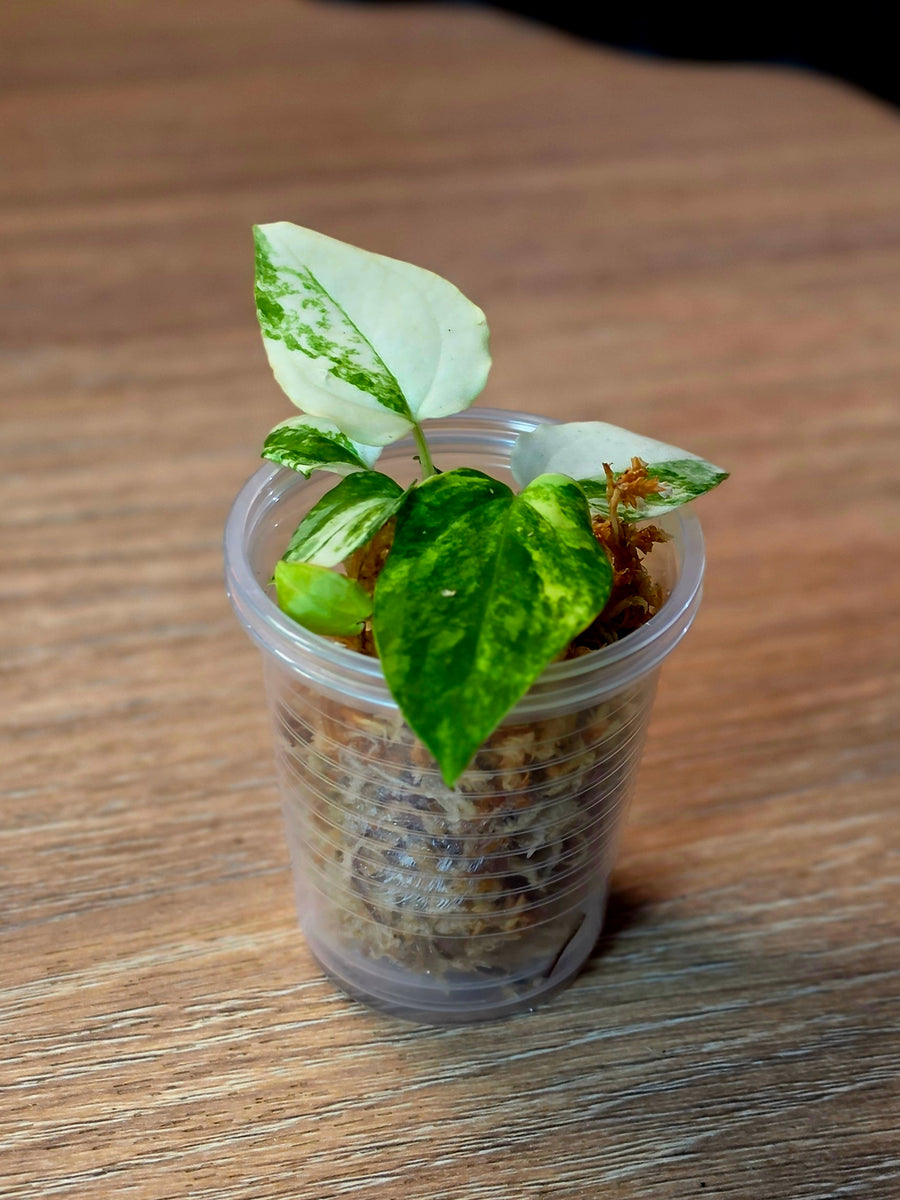 Anthurium Papillilaminum Variegated × (BVEP × RVDP) | White Variegated Clone, 5 Leaves