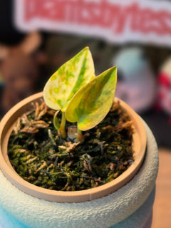 Anthurium Forgetii × (Carlablackiae × Ace of Spades) | Dark Velvet Collector Hybrid #3
