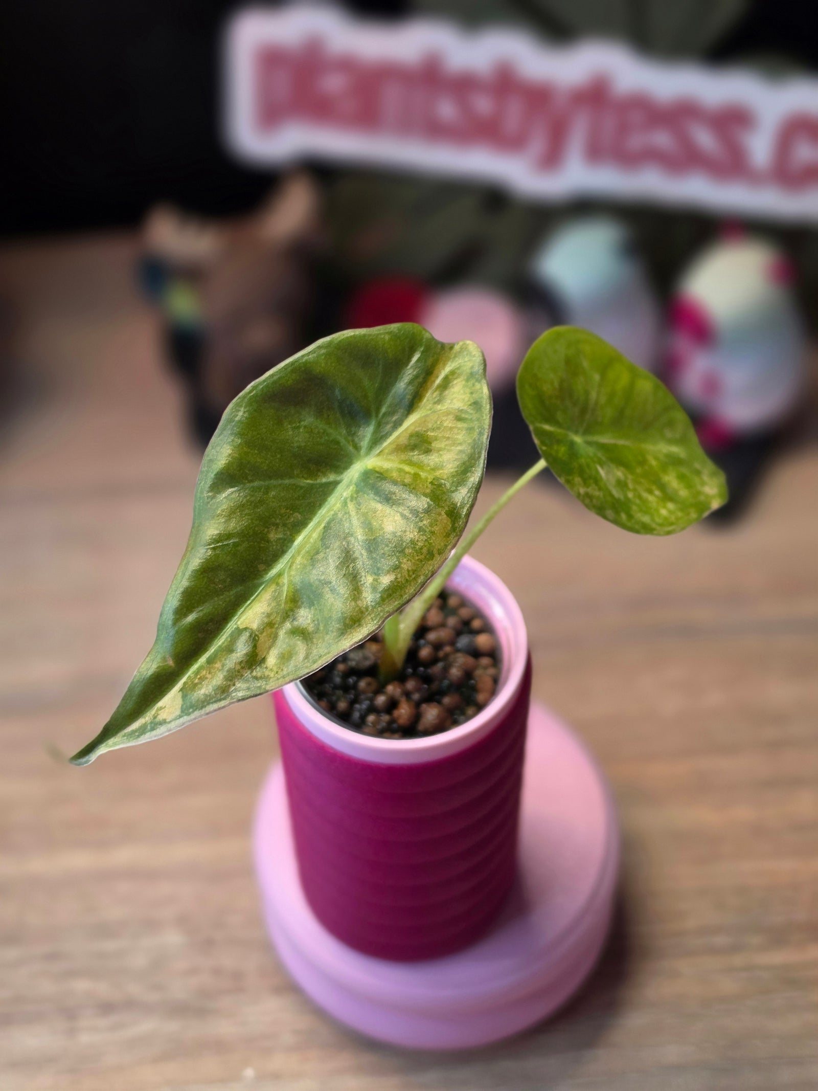Alocasia Calidora x Pink Dragon x Longiloba pink variegated hybrid collector plant at Plant.ess