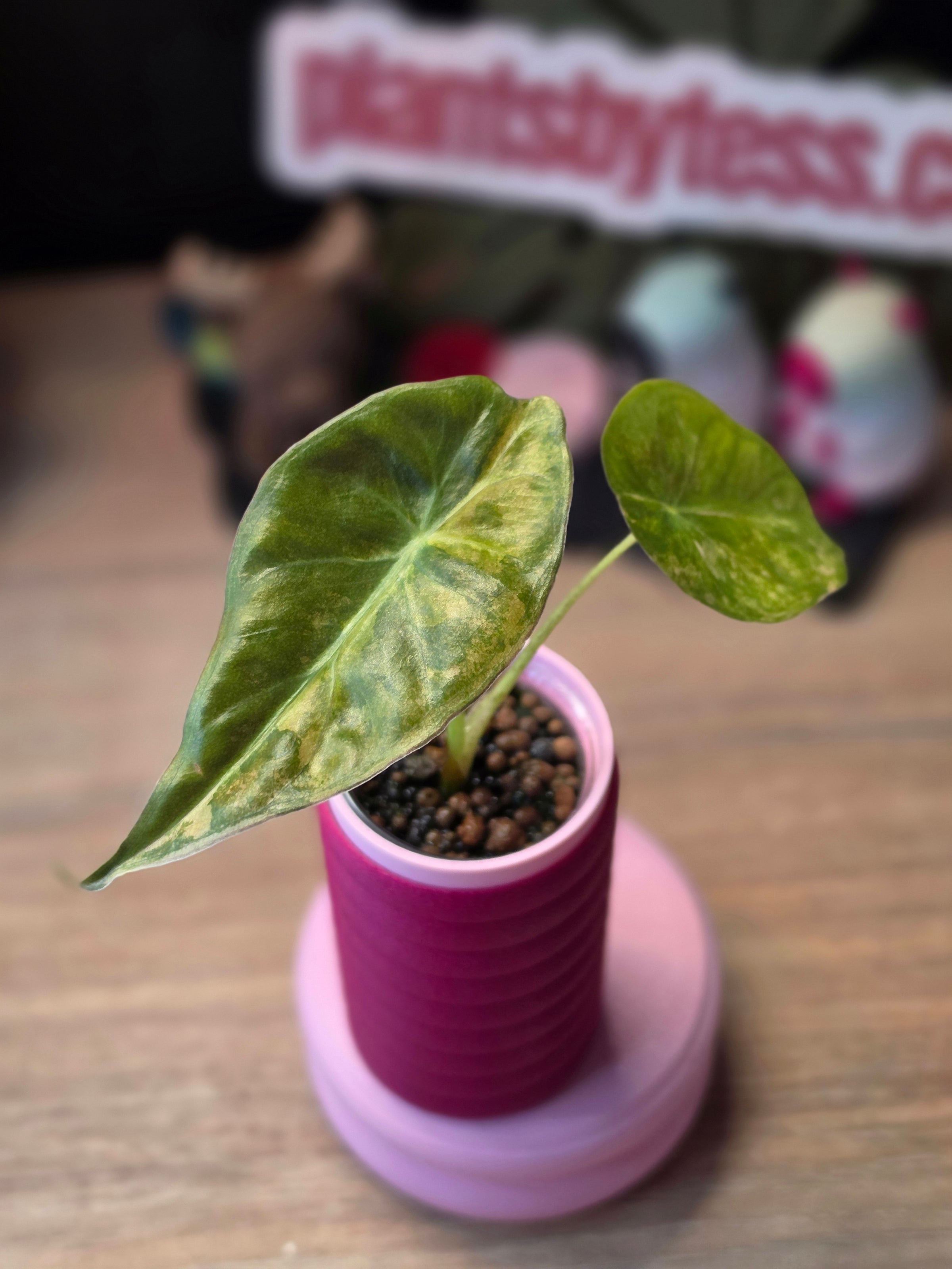 Alocasia Calidora x Pink Dragon x Longiloba pink variegated hybrid collector plant at Plant.ess