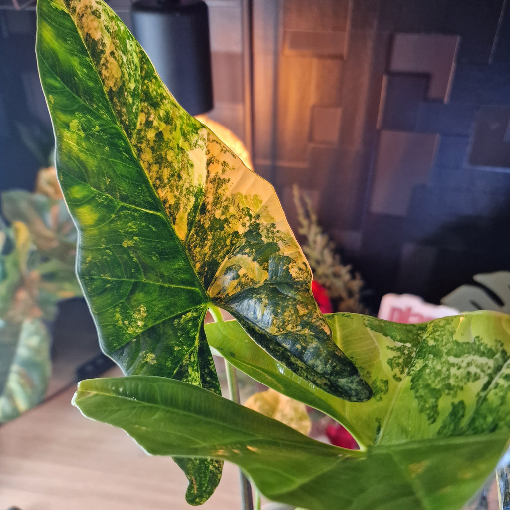 Alocasia Simpo aurea corms